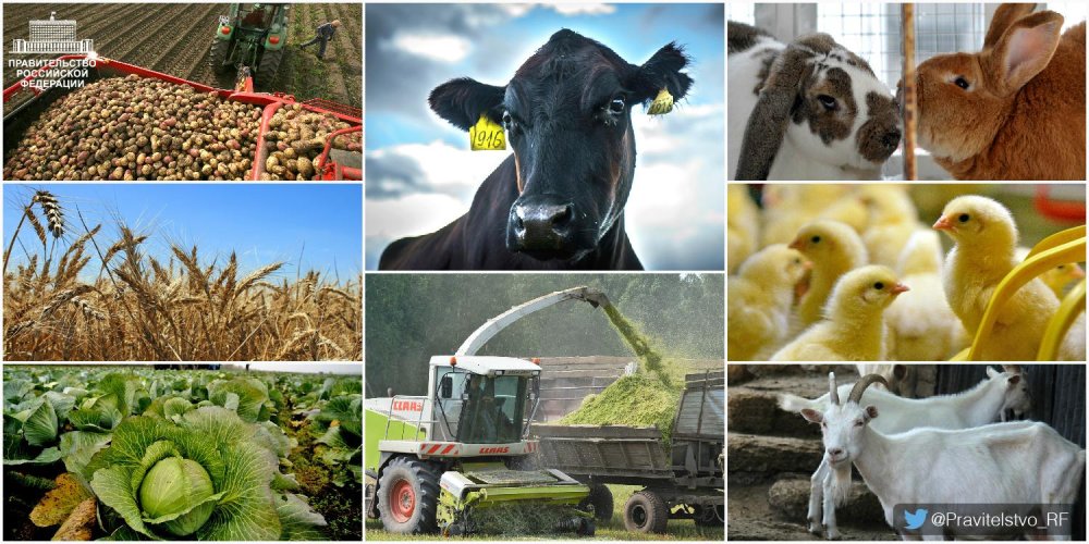 Продукция растениеводства сельского хозяйства