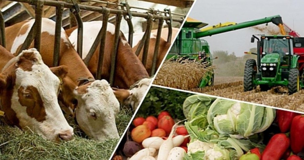 Сельское хозяйство коллаж