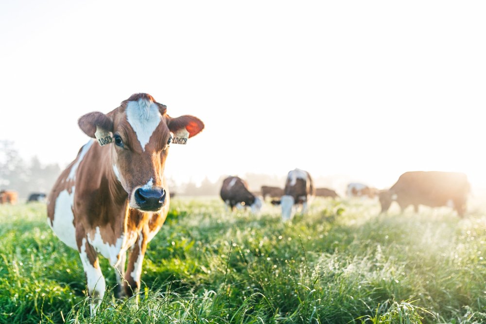 Коровы в поле