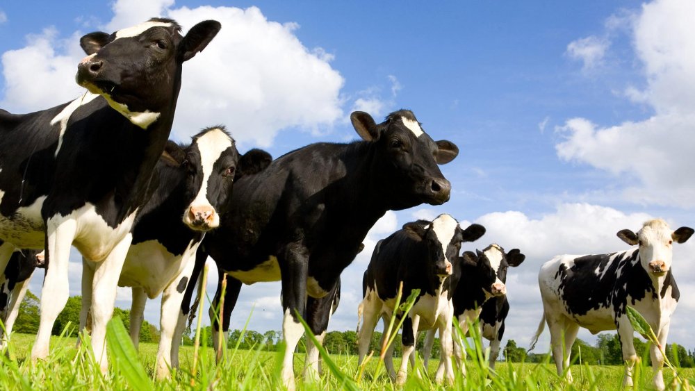 Голштинская корова