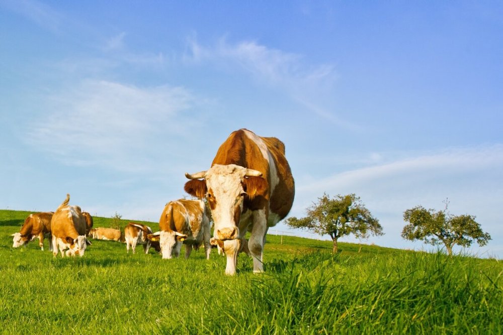 Коровы пасутся