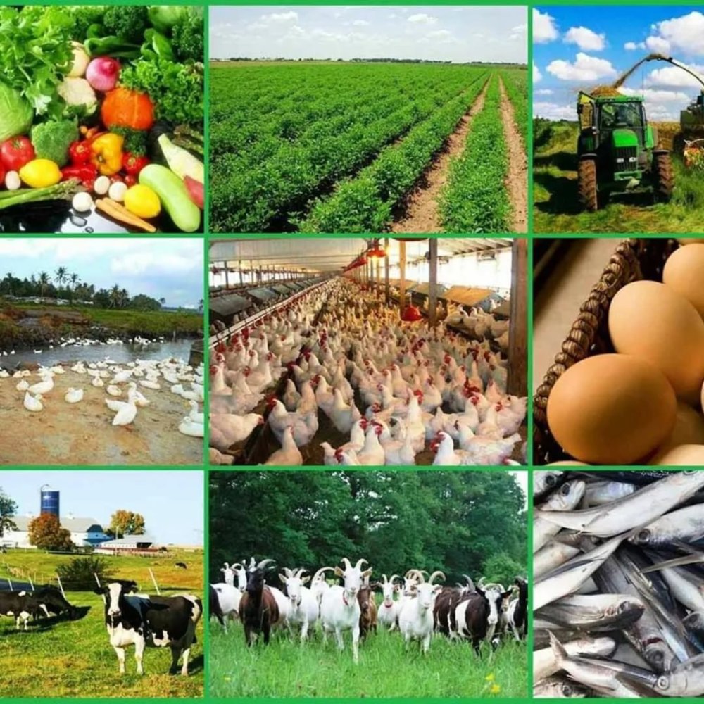 Развитие животноводства