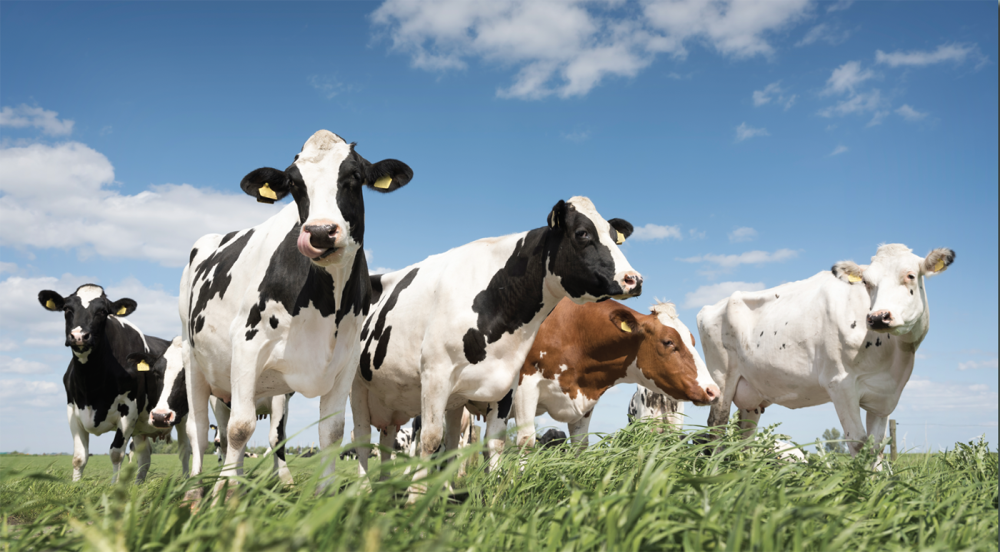 Молочная ферма