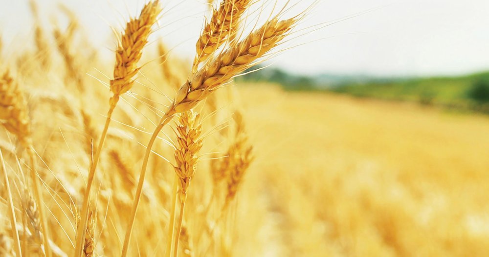 Сельское хозяйство пшеница