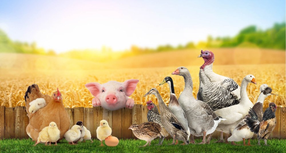 Корма для сельскохозяйственных животных и птиц