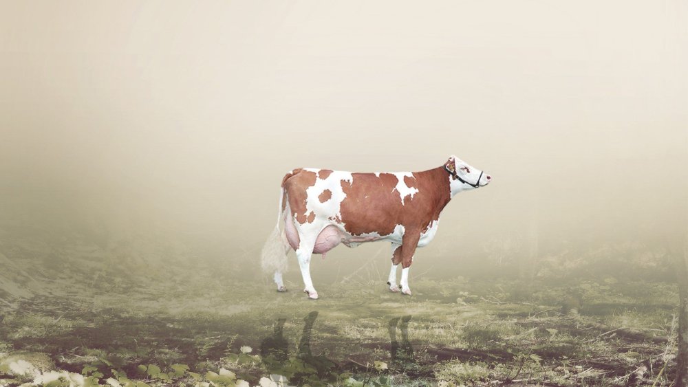 Розовая корова