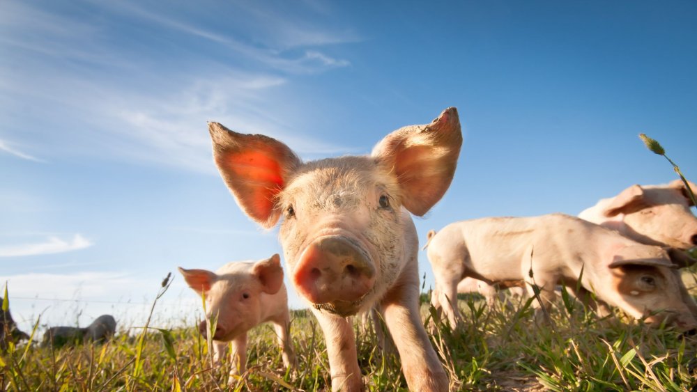 Сельскохозяйственные животные