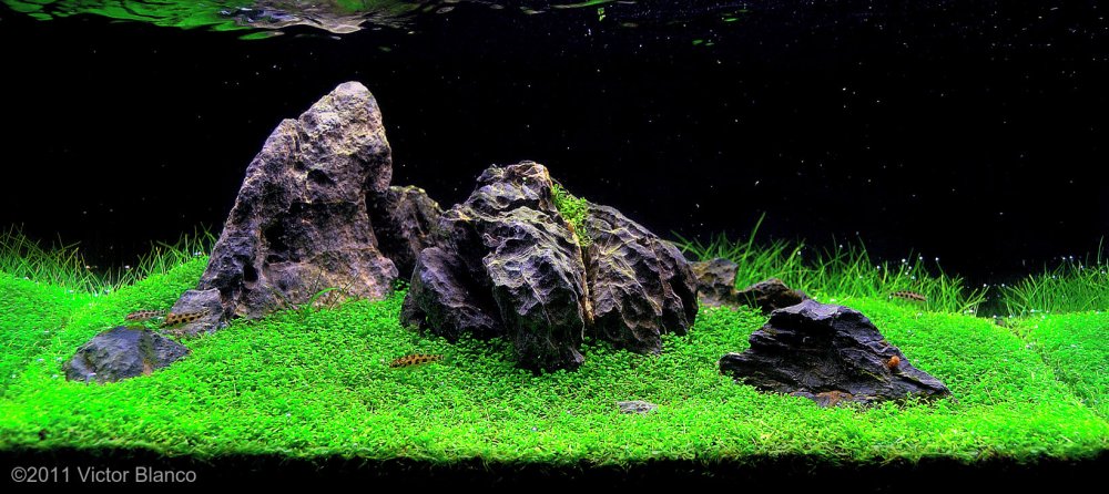 Ивагуми лава