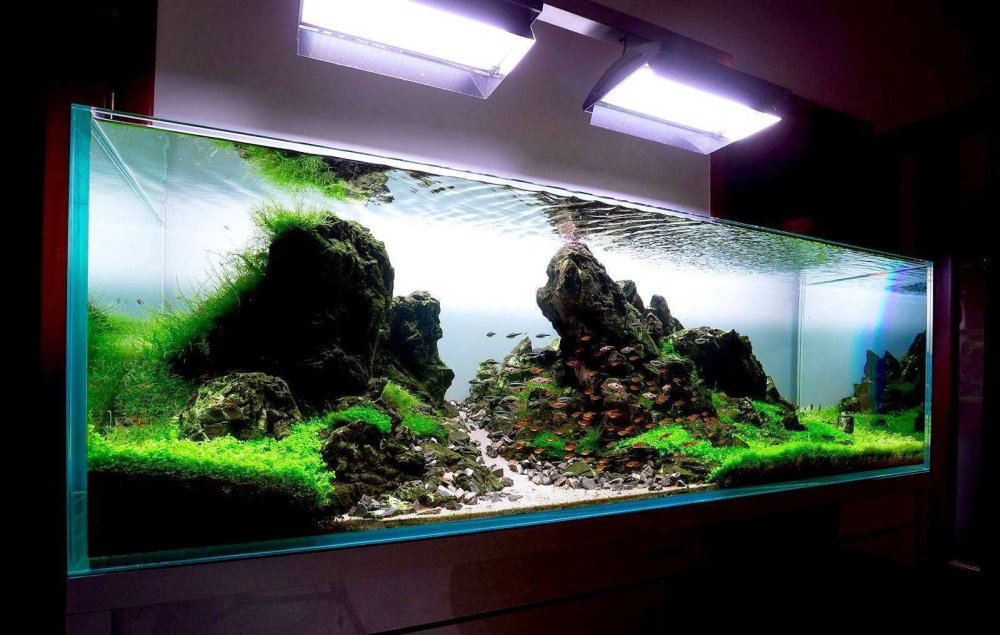 Креветочник Ивагуми