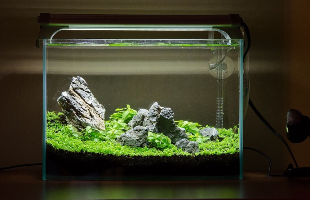 Бликса японская акваскейп