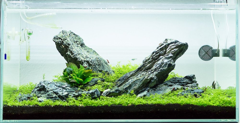 Монте Карло Ивагуми