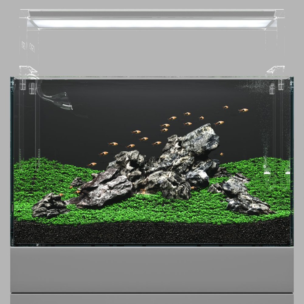 Креветочник Ивагуми