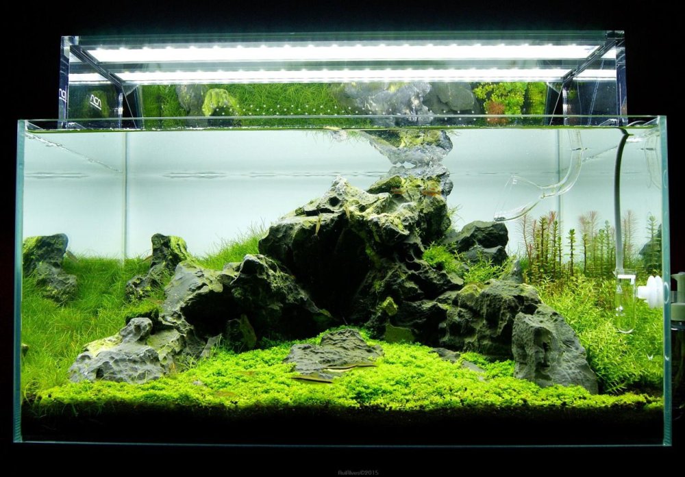 Ивагуми в аквариуме