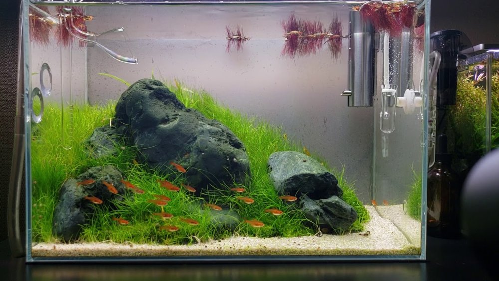 Акваскейп Ивагуми 100см