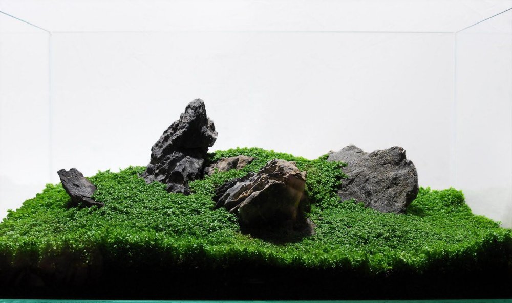 Креветочник Ивагуми