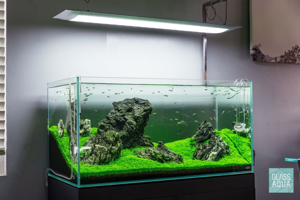 Rocks in the Aquarium