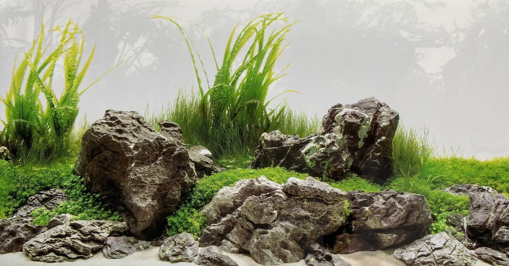 Аквариумный фон Барбус