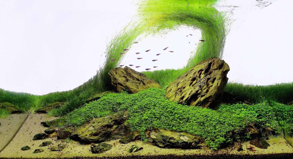 Ивагуми в аквариуме в Juwel Rio 125