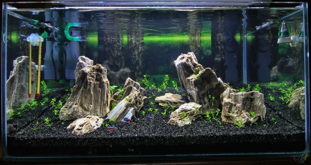 Акваскейп хардскейп