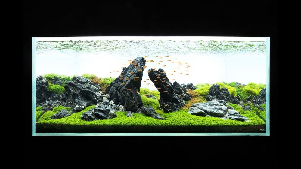 Акваскейп Такаши Амано