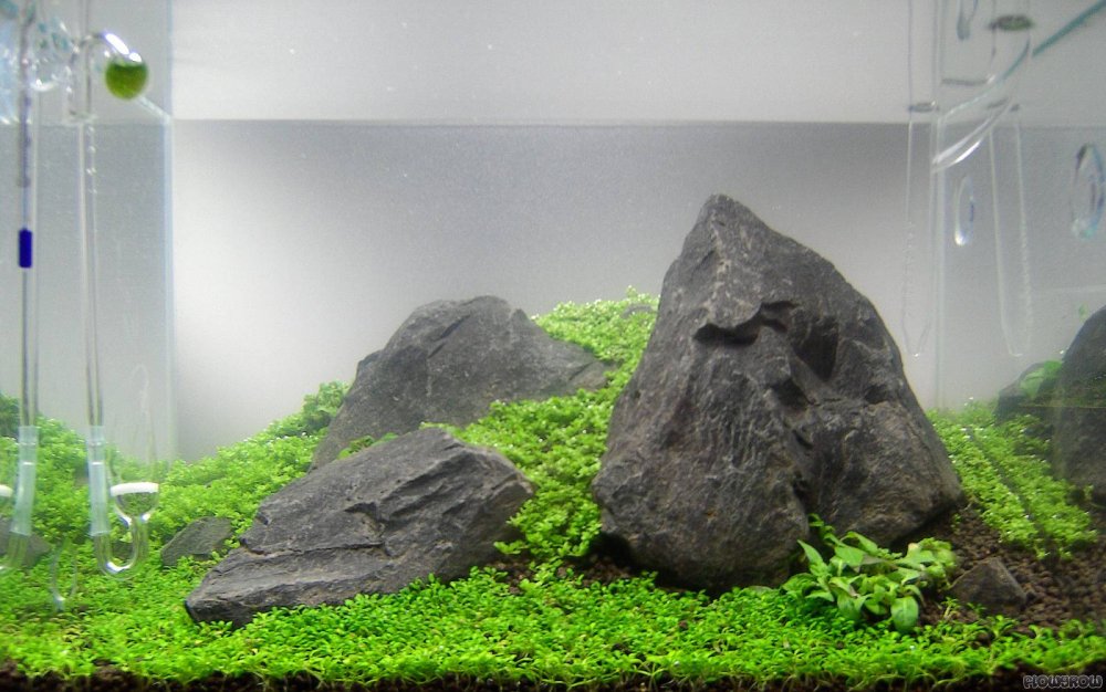 Акваскейпинг на прозрачном фоне