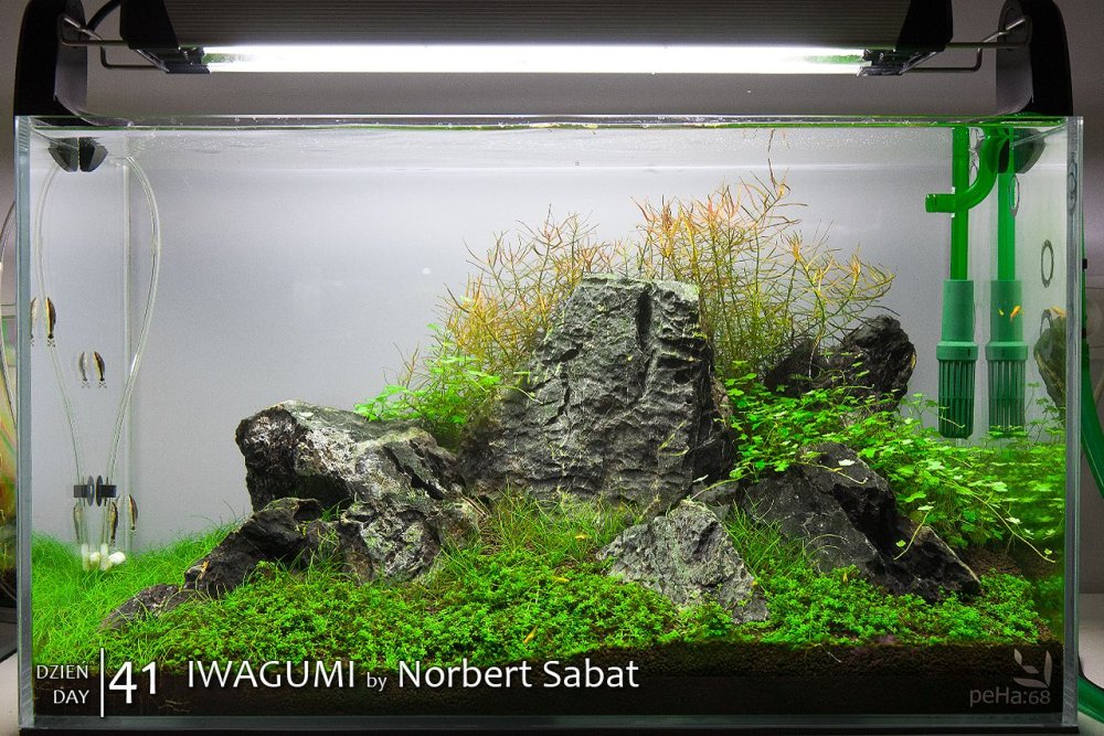 Ивагуми в нано аквариуме