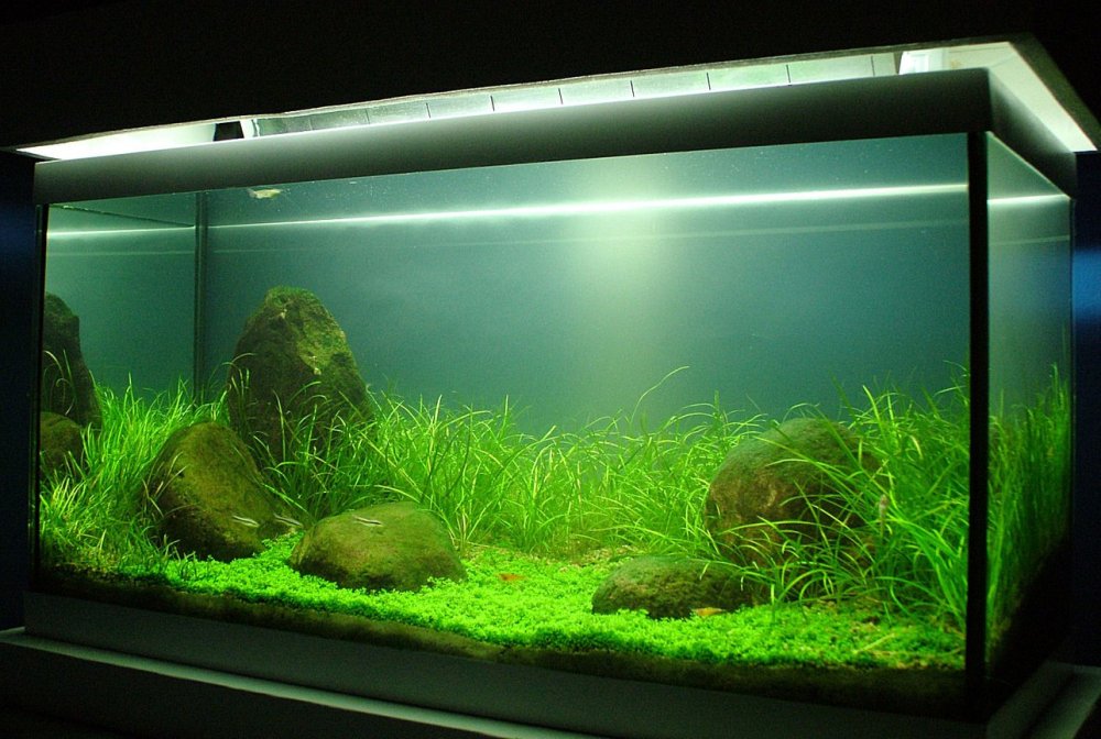 Ивагуми в аквариуме