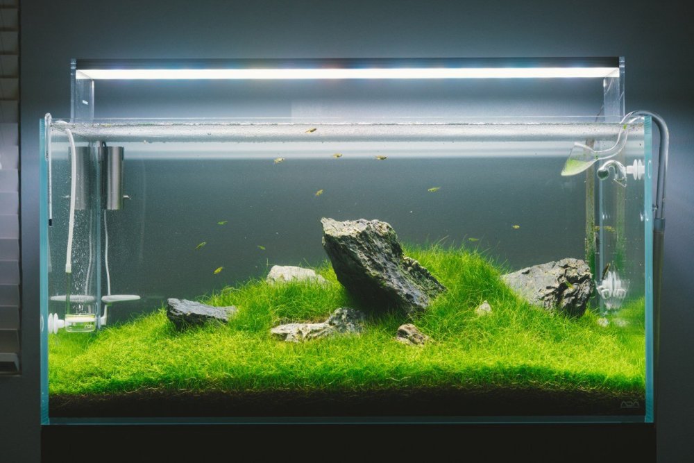 Хардскейп Ивагуми