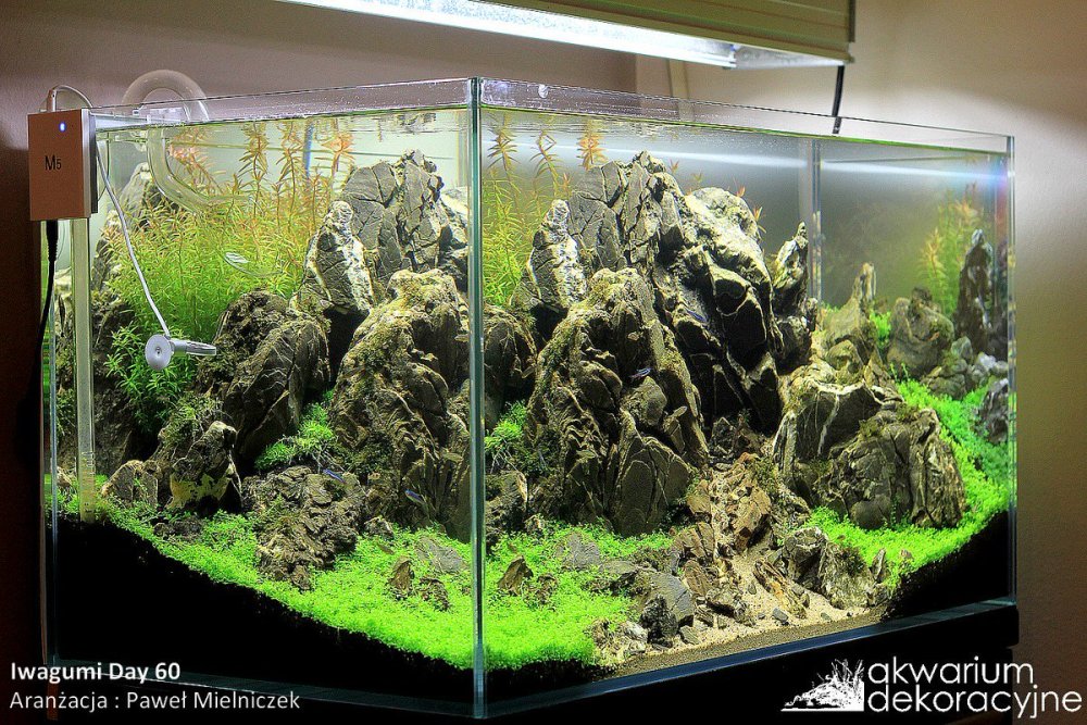 Ивагуми в аквариуме