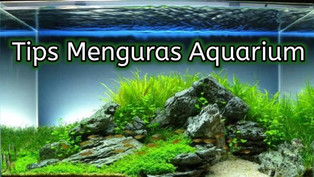 Расстановка камней в акваскейпе