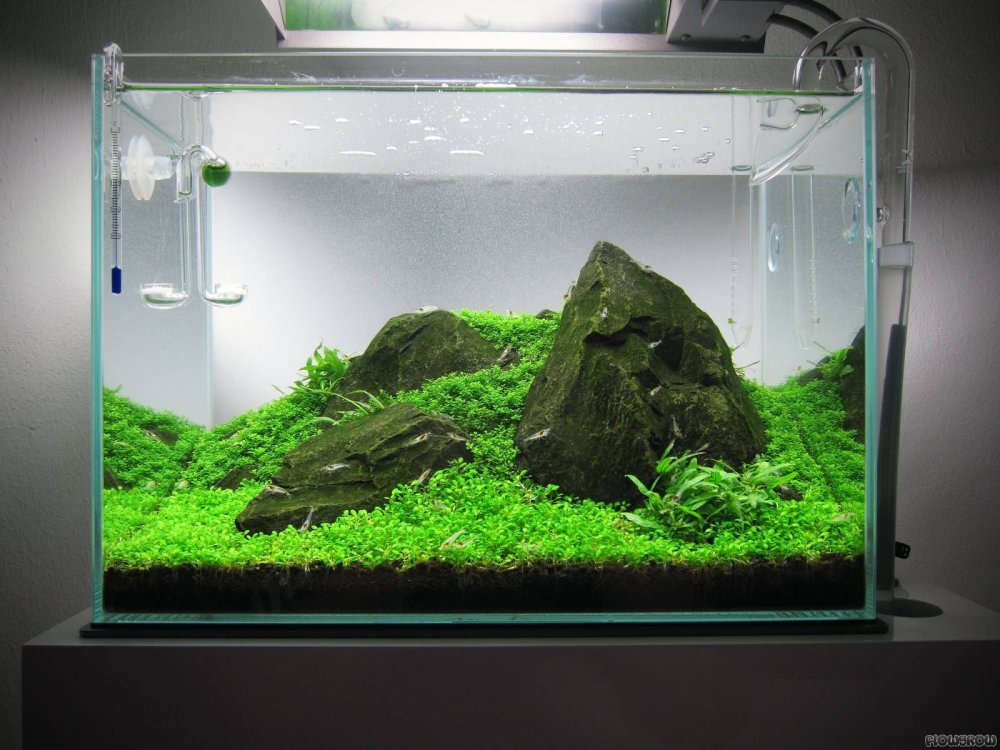 Ивагуми Такаши Амано