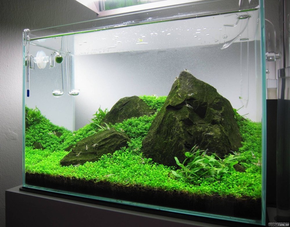 Ивагуми Амано