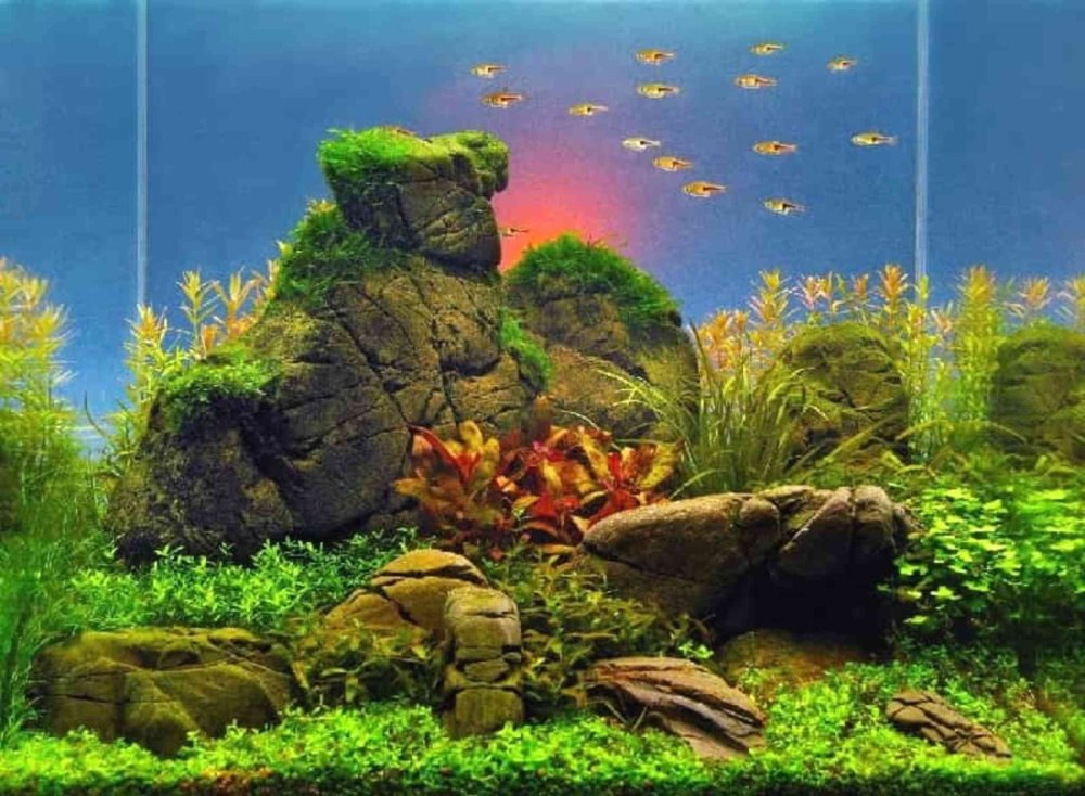 Aquascape Mountain