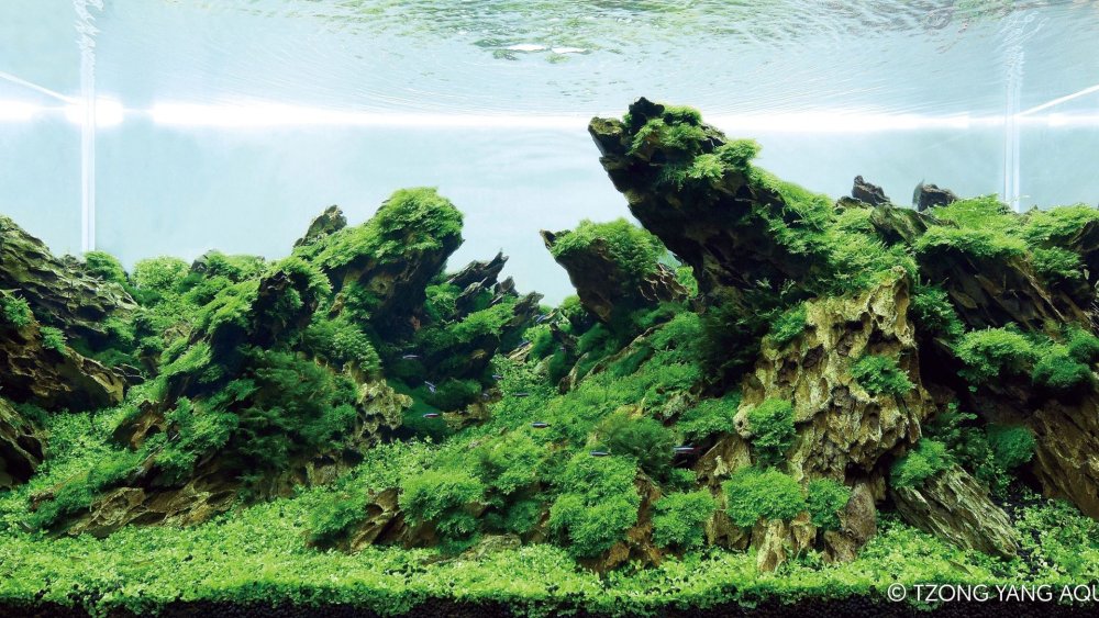 Аквариум акваскейп с камнями