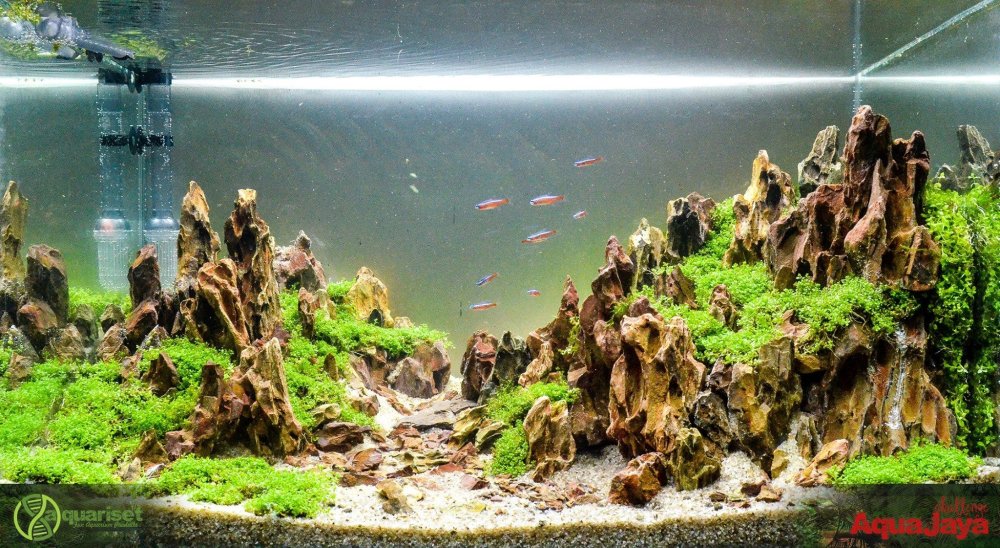 Акваскейп Juwel