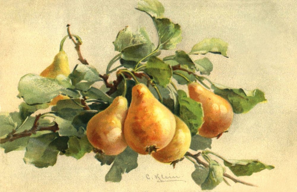 Катарина Кляйн яблоки