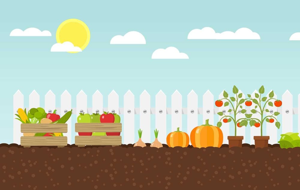 Овощи на грядке вектор