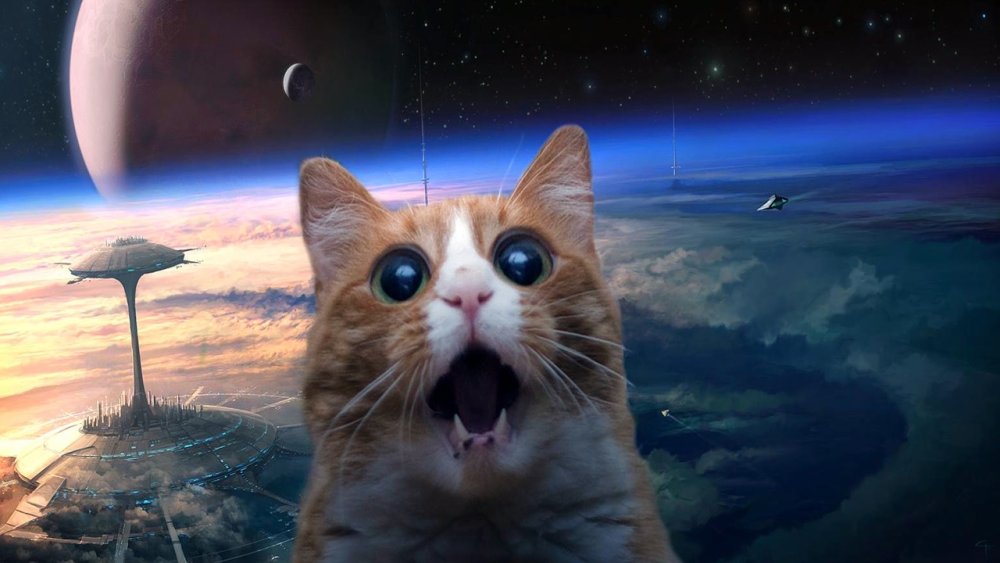 Кот в космосе