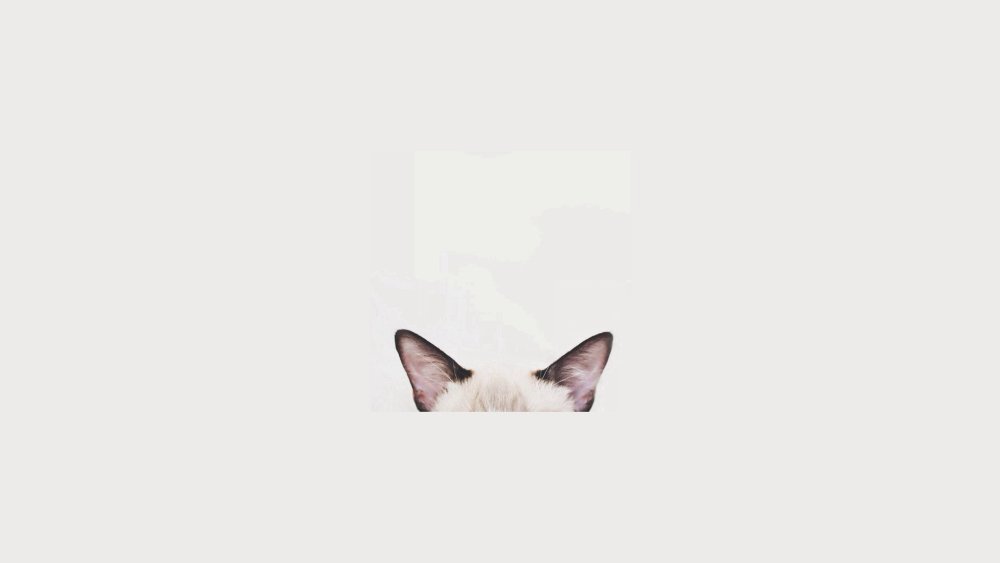 Коты Минимализм