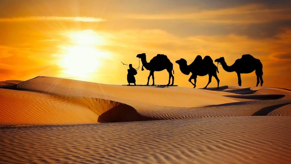 Верблюд Караван шелковый путь
