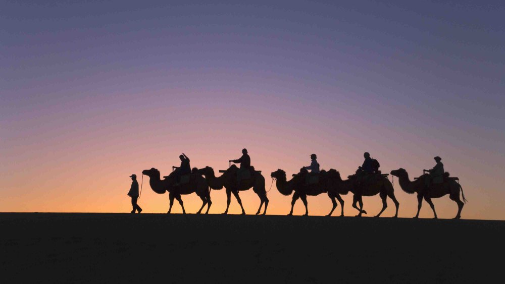 Караван верблюдов Великого шёлкового пути