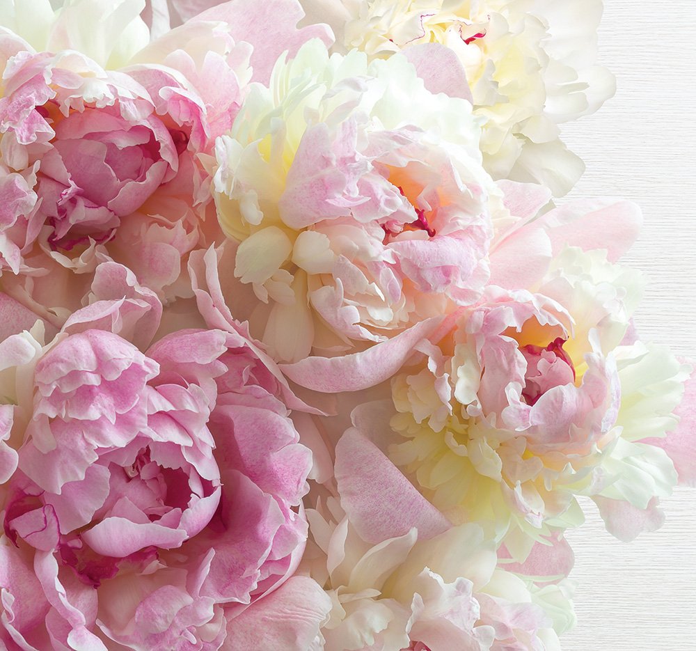 Фреска пионы на стену