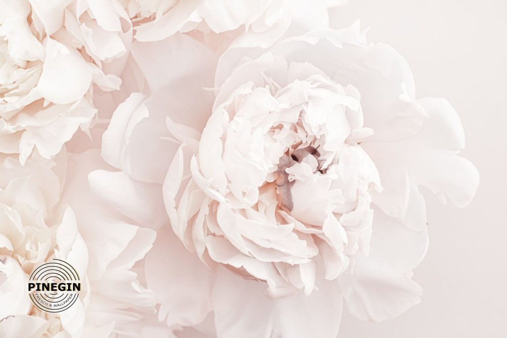 Фотообои нежные пионы