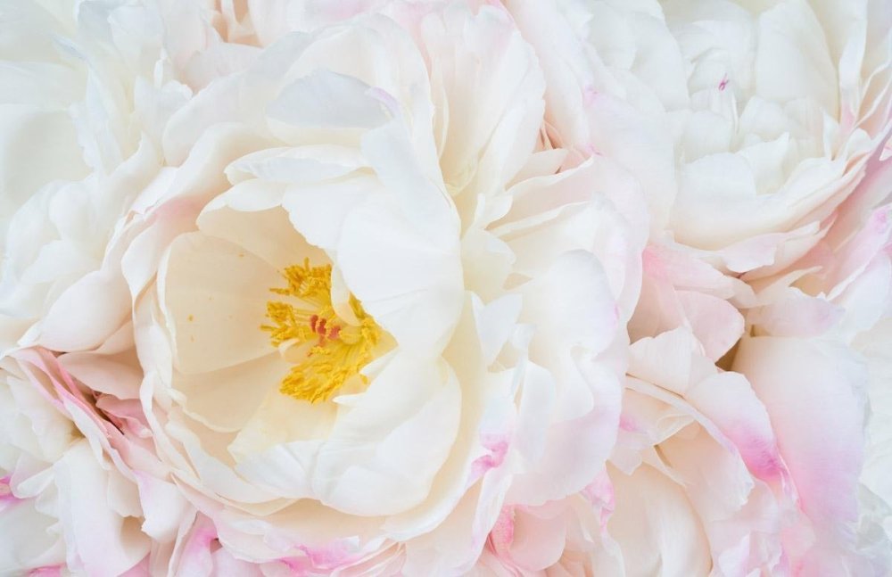 Обои флизелиновые пионы