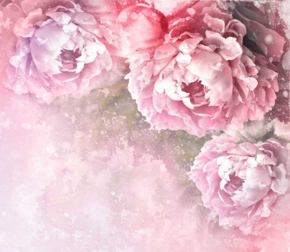 Бривидо пионы