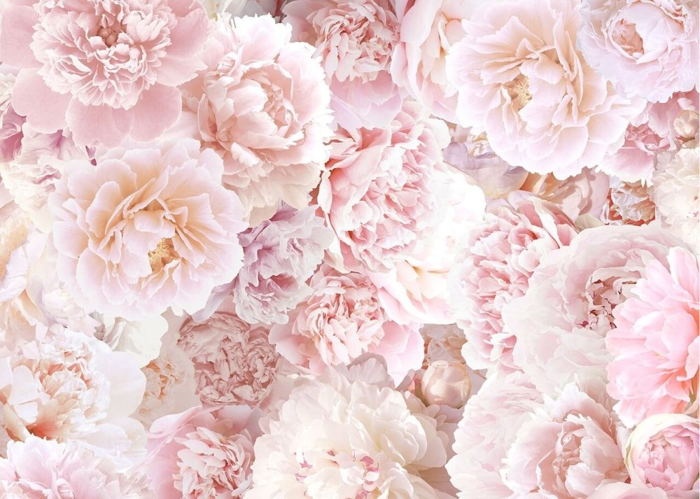 Александра Озерова пионы