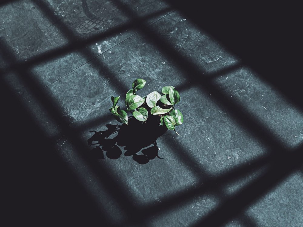 Растения для тени