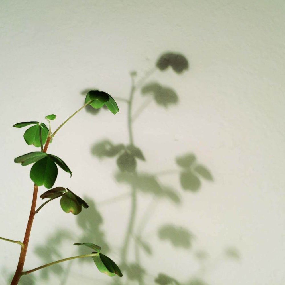 Тень листьев