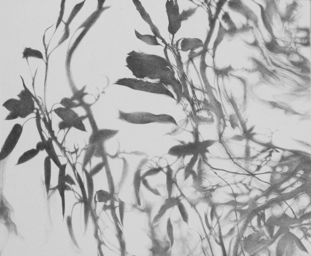 Тень растения на стене