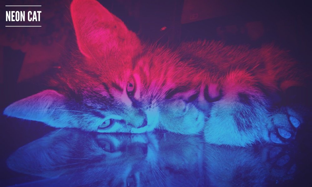 Неоновый кот злой